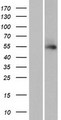 TTLL13 Protein - Western validation with an anti-DDK antibody * L: Control HEK293 lysate R: Over-expression lysate