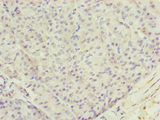 TTLL7 Antibody - Immunohistochemistry of paraffin-embedded human pancreatic tissue at dilution of 1:100