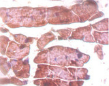 TTN / Titin Antibody - Immunohistochemistry of paraffin-embedded mouse heart tissue using TTN Antibody at dilution of 1:50