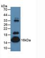 TTR / Transthyretin Antibody - Western Blot; Sample: Mouse Serum.