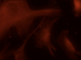 TUBA4A / TUBA1 Antibody - Immunofluorescence image - anti-Tubulin alpha4A antibody - Microtubule Marker in mouse embryonic fibrolasts at 1:50 dilution.