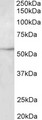 TUBB3 / Tubulin Beta 3 Antibody - TUBB3 antibody (2 ug/ml) staining of HepG2 lysate (35 ug protein in RIPA buffer). Primary incubation was 1 hour. Detected by chemiluminescence.