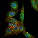 TUBB3 / Tubulin Beta 3 Antibody - Immunofluorescence of PANC-1 cells using TUBB3 mouse monoclonal antibody (green). Blue: DRAQ5 fluorescent DNA dye. Red: Actin filaments have been labeled with Alexa Fluor-555 phalloidin.