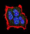 Tuberin / TSC2 Antibody - Confocal immunofluorescence of Phospho-TSC2-S1420 Antibody with MCF-7 cell followed by Alexa Fluor 488-conjugated goat anti-rabbit lgG (green). Actin filaments have been labeled with Alexa Fluor 555 phalloidin (red). DAPI was used to stain the cell nuclear (blue).