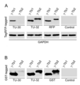 TUBG1 / Tubulin Gamma 1 Antibody - Differential reactivity of monoclonal antibodies to ?-tubulin with human ?-tubulin isotypes.  (A) Immunoblots of total cell lysates from SH-SY5Y cells, expressing TagRFP-tagged human ?-tubulin 1 (?-Tb1) or ?-tubulin 2 (?-Tb2), probed with Abs to ?-tubulin (TU-30, TU-32), TagRFP (RFP) and GAPDH. In control samples, only secondary anti-mouse Ab was applied. (B) Immunoblots of immobilized GST-tagged human C-terminal regions (a.a. 362-451) of ?-Tb1 or ?-Tb2 probed with Abs to ?-tubulin (TU-30, TU-32) and GST. In control samples, only secondary anti-mouse Ab was applied.