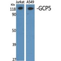 TUBGCP5 / GPC5 Antibody - Western blot of GCP5 antibody