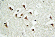 TUBGCP5 / GPC5 Antibody - IHC of GCP5 (I779) pAb in paraffin-embedded human brain tissue.