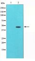Tubulin Gamma Antibody - Western blot of mouse brain cell lysate using Tubulin gamma Antibody