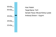 TUFT1 Antibody -  This image was taken for the unconjugated form of this product. Other forms have not been tested.