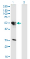 TUFT1 Antibody - Western Blot analysis of TUFT1 expression in transfected 293T cell line by TUFT1 monoclonal antibody (M01), clone 2C10.Lane 1: TUFT1 transfected lysate (Predicted MW: 44.3 KDa).Lane 2: Non-transfected lysate.