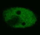 Tumor suppressor p53 Antibody - p53 Antibody in Immunofluorescence (IF)