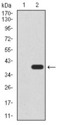 TUP1 Antibody - Western blot using UTF1 monoclonal antibody against HEK293 (1) and UTF1 (AA: 148-214)-hIgGFc transfected HEK293 (2) cell lysate.