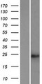 TUSC1 Protein - Western validation with an anti-DDK antibody * L: Control HEK293 lysate R: Over-expression lysate