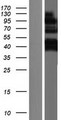 TXLNG Protein - Western validation with an anti-DDK antibody * L: Control HEK293 lysate R: Over-expression lysate
