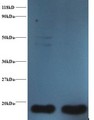 TXN / Thioredoxin / TRX Antibody - Western blot of Thioredoxin, mitochondrial antibody at 2 ug/ml. Lane 1:293T whole cell lysate. Lane 2: EC109 whole cell lysate. Secondary: Goat polyclonal to Rabbit IgG at 1:15000 dilution. Predicted band size: 18 kDa. Observed band size: 18 kDa.  This image was taken for the unconjugated form of this product. Other forms have not been tested.