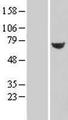 TXNDC3 Protein - Western validation with an anti-DDK antibody * L: Control HEK293 lysate R: Over-expression lysate