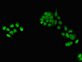 TXNL4A Antibody - Immunofluorescent analysis of PC3 cells at a dilution of 1:100 and Alexa Fluor 488-congugated AffiniPure Goat Anti-Rabbit IgG(H+L)