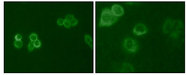 TYRO3 Antibody - Immunofluorescence of HeLa (Left) and MCF-7 (Right) cells using Tyro3 mouse monoclonal antibody (green).