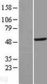 TYW2 / TRMT12 Protein - Western validation with an anti-DDK antibody * L: Control HEK293 lysate R: Over-expression lysate
