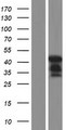UBAC1 / KPC2 Protein - Western validation with an anti-DDK antibody * L: Control HEK293 lysate R: Over-expression lysate