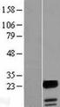 UBALD1 / FAM100A Protein - Western validation with an anti-DDK antibody * L: Control HEK293 lysate R: Over-expression lysate