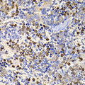 UBASH3B / STS-1 Antibody - Immunohistochemistry of paraffin-embedded rat spleen tissue.