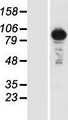 UBASH3B / STS-1 Protein - Western validation with an anti-DDK antibody * L: Control HEK293 lysate R: Over-expression lysate