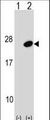 UBE2G1 Antibody - Western blot of UBE2G1 (arrow) using rabbit polyclonal UBE2G1 Antibody. 293 cell lysates (2 ug/lane) either nontransfected (Lane 1) or transiently transfected (Lane 2) with the UBE2G1 gene.