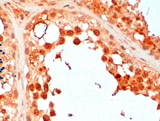 UBE2R2 Antibody - Goat Anti-UBC3B Antibody (2µg/ml) staining of paraffin embedded Human Testis. Steamed antigen retrieval with citrate buffer pH 6, HRP-staining.
