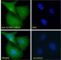 UBE2S / E2 EPF Antibody - E2-EPF / UBE2S Antibody Immunofluorescence analysis of paraformaldehyde fixed U2OS cells, permeabilized with 0.15% Triton. Primary incubation 1hr (10ug/ml) followed by Alexa Fluor 488 secondary antibody (2ug/ml), showing cytoplasmic and nuclear staining. The nuclear stain is DAPI (blue). Negative control: Unimmunized goat IgG (10ug/ml) followed by Alexa Fluor 488 secondary antibody (2ug/ml).