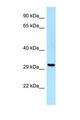 UBE2Z / USE1 Antibody - UBE2Z antibody Western blot of HepG2 Cell lysate. Antibody concentration 1 ug/ml.  This image was taken for the unconjugated form of this product. Other forms have not been tested.