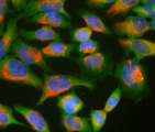 Ubiquilin 2 / UBQLN2 Antibody - HeLa cell cultures stained with Ubiquilin 2 / UBQLN2 antibody (green) and chicken polyclonal antibody to vimentin (red). In most individual cells ubiquilin 2 is present diffusely in the cytoplasm of cells, though some cells show enrichment of the protein in spherical autophagosome-like structure.