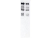 Ubiquitin Antibody - Western blot of Ubiquitin. Anti-Ubiquitin antibody, generated by immunization with Ubiquitin coupled to Rabbit IgG, was tested by western blot against total cell extract from yeast. Dilution of the antibody between 1:200 and 1:1,000 showed strong reactivity with Ubiquitinated proteins. In this blot the antibody was used at a 1:500 dilution incubated overnight at 4° C in 5% non-fat dry milk in TTBS. Detection occurred using a 1:2000 dilution of HRP-labeled Donkey anti-Rabbit IgG for 1 hour at room temperature. A chemi-luminescence system was used for signal detection (Roche). Other detection systems will yield similar results.