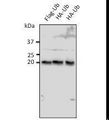 Ubiquitin Antibody - Anti-Ub antibody at 1:500 dilution. 293HEK cells transfected lysate at 100 ug per lane. Rabbit polyclonal to goat IgG (HRP) at 1:10000 dilution;