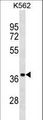 UBLCP1 Antibody - UBLCP1 Antibody western blot of K562 cell line lysates (35 ug/lane). The UBLCP1 antibody detected the UBLCP1 protein (arrow).