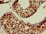 UBP43 / USP18 Antibody - Immunohistochemistry of paraffin-embedded human testis tissue at dilution of 1:100