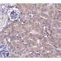 UBQLN4 Antibody - Immunohistochemistry of CIP75 in mouse kidney tissue with CIP75 antibody at 5 µg/mL.
