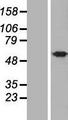 UBQLNL Protein - Western validation with an anti-DDK antibody * L: Control HEK293 lysate R: Over-expression lysate
