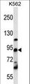 UBTF / UBF Antibody - UBTF Antibody western blot of K562 cell line lysates (35 ug/lane). The UBTF antibody detected the UBTF protein (arrow).