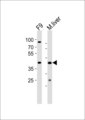 UBTFL1 Antibody - Western blot of lysates from mouse F9 cell line and mouse liver tissue (from left to right) with (Mouse) Ubtfl1 Antibody. Antibody was diluted at 1:1000 at each lane. A goat anti-rabbit IgG H&L (HRP) at 1:10000 dilution was used as the secondary antibody. Lysates at 20 ug per lane.