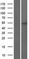 UBTFL1 Protein - Western validation with an anti-DDK antibody * L: Control HEK293 lysate R: Over-expression lysate
