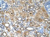 UBXD2 / UBXN4 Antibody - UBXN4 / UBXD2 antibody UBXD2(UBX domain containing 2) Antibody was used in IHC to stain formalin-fixed, paraffin-embedded human kidney.  This image was taken for the unconjugated form of this product. Other forms have not been tested.