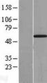 UBXD2 / UBXN4 Protein - Western validation with an anti-DDK antibody * L: Control HEK293 lysate R: Over-expression lysate