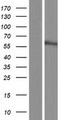 UBXD7 Protein - Western validation with an anti-DDK antibody * L: Control HEK293 lysate R: Over-expression lysate