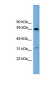 UBXN10 Antibody - UBXN10 antibody Western blot of 293T cell lysate. This image was taken for the unconjugated form of this product. Other forms have not been tested.