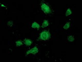 UBXN2B Antibody - Anti-UBXN2B mouse monoclonal antibody immunofluorescent staining of COS7 cells transiently transfected by pCMV6-ENTRY UBXN2B.