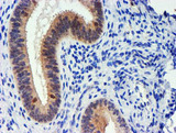UBXN2B Antibody - IHC of paraffin-embedded Human endometrium tissue using anti-UBXN2B mouse monoclonal antibody.