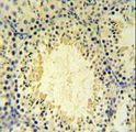 UBXN6 / UBXD1 Antibody - UBXN6 Antibody IHC of formalin-fixed and paraffin-embedded mouse testis tissue followed by peroxidase-conjugated secondary antibody and DAB staining.