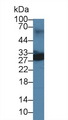 Uchl4 Antibody - Western Blot; Sample: Mouse Lung lysate; Primary Ab: 3µg/ml Rabbit Anti-Mouse UCHL4 Antibody Second Ab: 0.2µg/mL HRP-Linked Caprine Anti-Rabbit IgG Polyclonal Antibody
