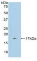 UCN3 / SPC Antibody - Western Blot; Sample: Recombinant UCN3, Human.